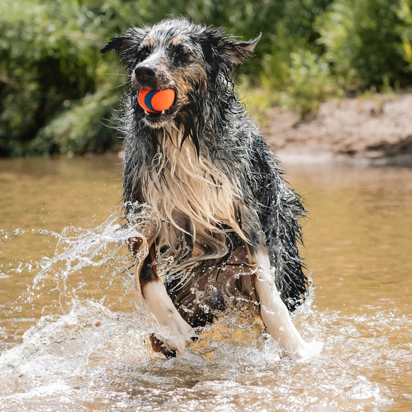 ChuckIt! Ultra Ball Dog Toy – Durable High-Bounce Rubber Balls for Dogs, Floating & Chew-Resistant, 2-Pack Medium